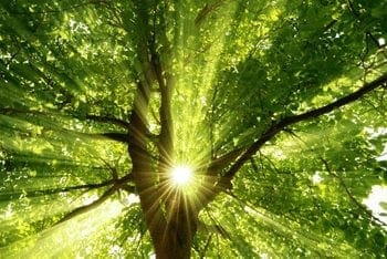 Sunlight through Tree