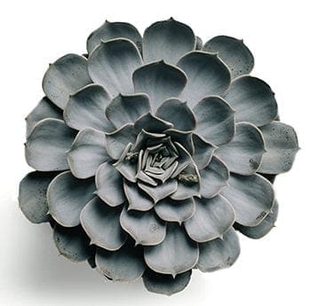 Grey Flower