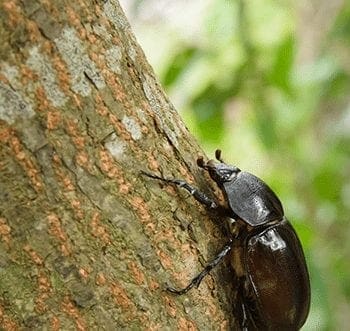 Rhino beetle on tree